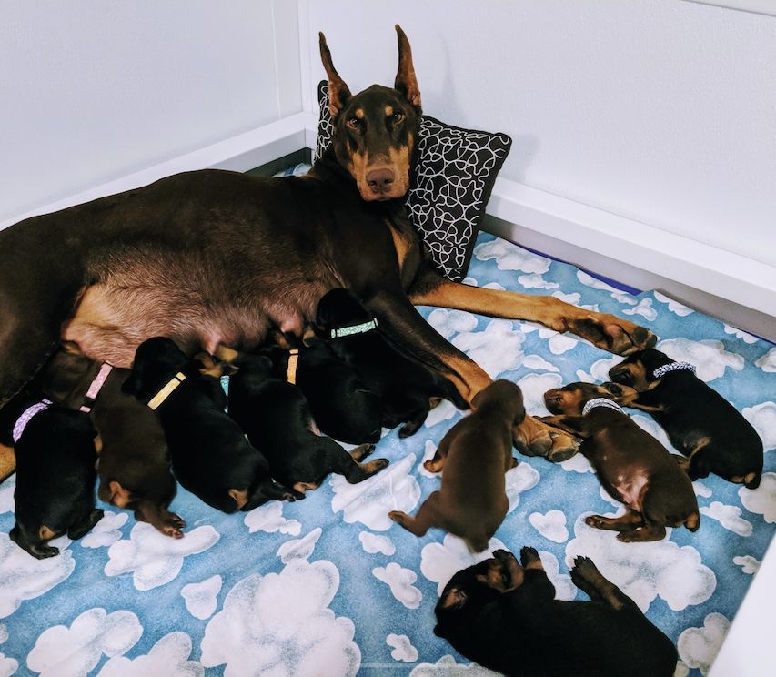 Helping with Whelping